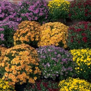 Meet your Posher, Carinne